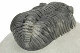 Large Phacopid (Drotops) Trilobite - Nice Eye Preservation #233837-4